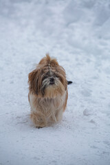 shih tzu dog runs in the snowfall in the park in winter