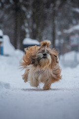 shih tzu dog runs in the snowfall in the park in winter