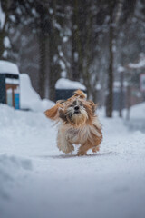 shih tzu dog runs in the snowfall in the park in winter