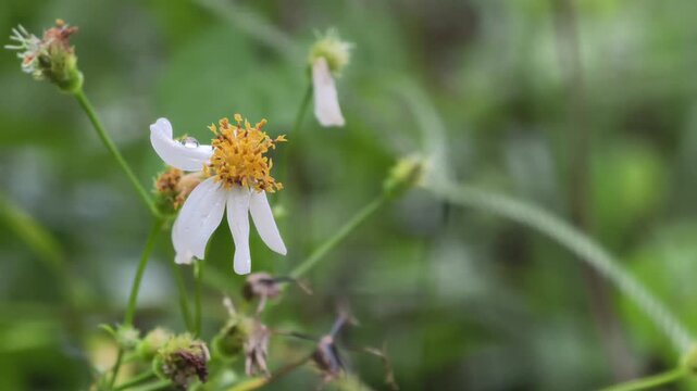 Cinematic horizontal close-up of a white Bidens pilosa flower in the rain. Detailed water drops on petals with a soft blurry nature background. 4K high-quality botanical footage