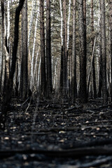 Dark forest with tall pine and birch trees. Soft light filters through branches, creating a moody, mysterious atmosphere.