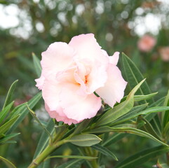 Fototapeta premium Nerium oleander , Pink oleander with pink flowers