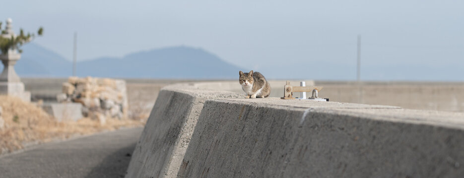 堤防に座る可愛い猫　キジトラ白	