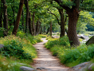 Obraz premium A Serene Forest Path Leading Through Lush Greenery.