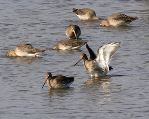 Black tailed godwit landing on the water. British wader.