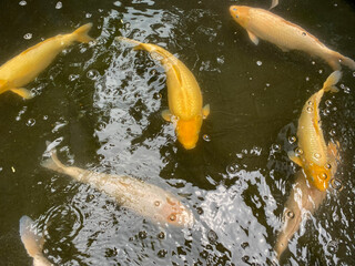 Group of beautiful Kohaku and Sanke Koi fish swimming in a clear pond with water bubbles.