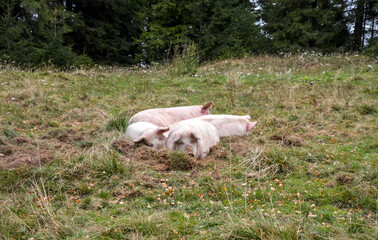 Four pink and white pigs are lying down and resting in a grassy, open field with patches of dirt and a dark forest visible in the background