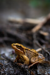 Obraz premium Little orange frog from forest.