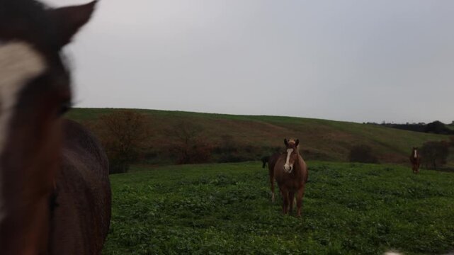 Horses Feeding in Open Countryside