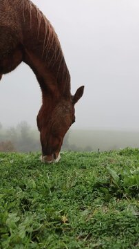 Horse Feeding on Grass in Countryside
