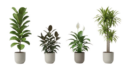 Obraz premium Four Potted Indoor Plants Isolated on Transparent Background