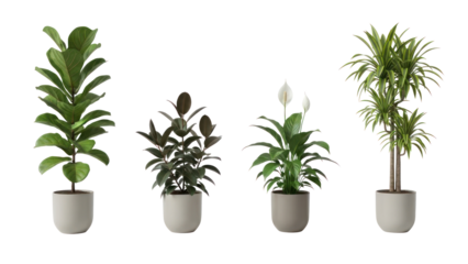 Four Potted Indoor Plants Isolated on Transparent Background