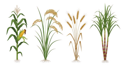 Four Types of Grain Plants: Corn, Rice, Wheat, Sugarcane isolated on transparent background