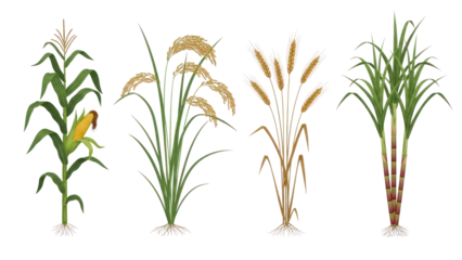 Four Types of Grain Plants: Corn, Rice, Wheat, Sugarcane isolated on transparent background