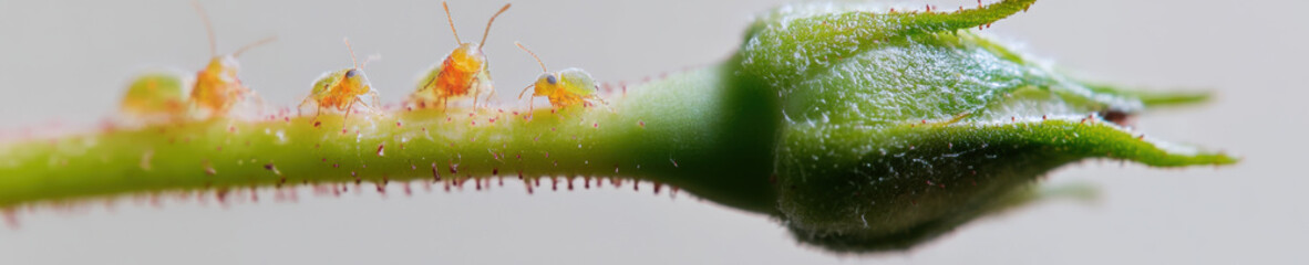 Aphids on Green Plant Stem Macro Close Up