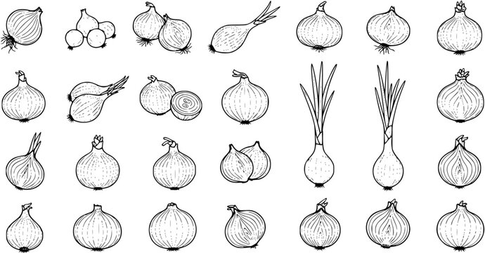 Hand-drawn onion illustrations set: various types like whole, sliced, and green spring onions. Vintage-style black outline sketch collection.