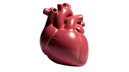 Realistic Human Heart Anatomy isolated on transparent background