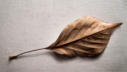 a single dried leaf on a white textured background