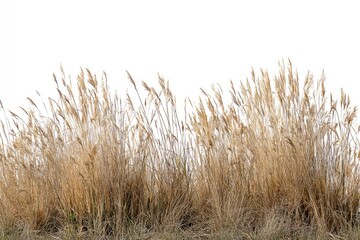 Tall, golden, dry grass isolated on white