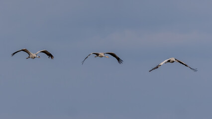 Three Eurasian cranes in flight across western England. Large birds on the wing.