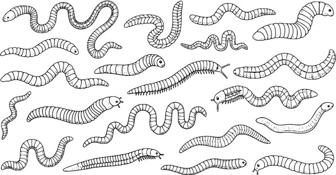 Earthworm and Centipede Doodle Pattern: Hand-Drawn Insects, Nature's Critters