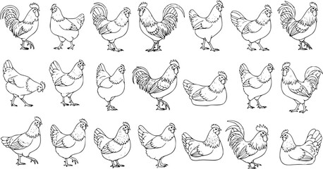 Various Chicken and Rooster Line Art Set. Hand-drawn Outline Sketches of Farm Poultry Birds. Collection of Hens and Roosters in Different Poses, White Background Drawing. © pixsource