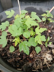 Young Papaya Plant Growing in a Pot