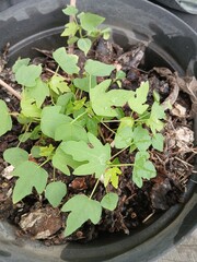 Young Papaya Plant Growing in a Pot