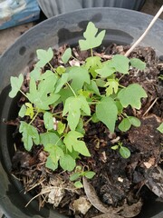 Young Papaya Plant Growing in a Pot