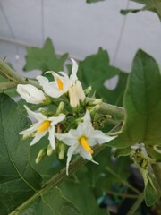 White Pea Eggplant Flowers and Leaves