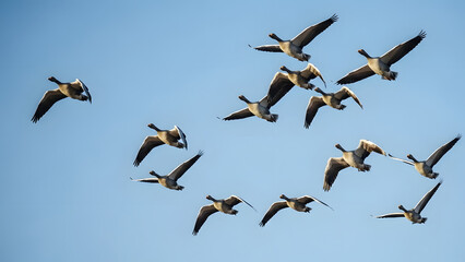 Obraz premium Flock of flying geese in formation against a clear blue sky - Concept of Bird migrations 