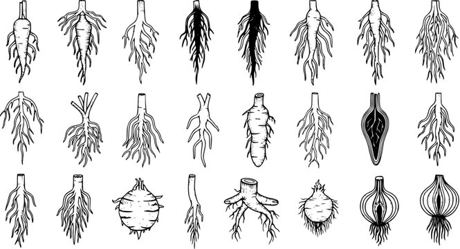 Botanical illustration set of diverse plant root types and systems, including taproots, fibrous roots, tubers, bulbs, and rhizomes in a hand-drawn style.