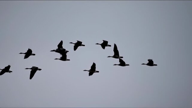 Silhouette of a flock of birds, flying in formation against a grey overcast sky