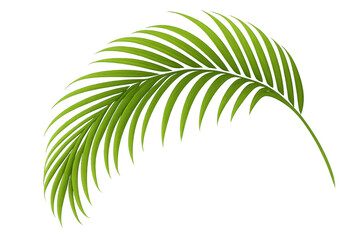 Elegant green palm leaf vector illustration with tropical frond, summer foliage, and botanical nature on transparent background