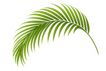 Elegant green palm leaf vector illustration with tropical frond, summer foliage, and botanical nature on transparent background