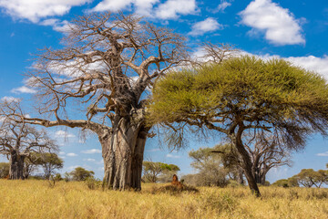 Baobab tree with massive trunk and wide spreading branches standing in an open landscape. Iconic African plant showing unique growth form, drought resistance, savanna environment, biodiversity, natura
