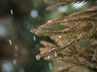 雪の降る2月にスギの葉の先に着いた水滴