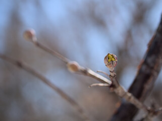 2月に膨らんできたサンシュユの可愛らしい蕾