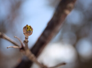 2月に膨らんできたサンシュユの可愛らしい蕾