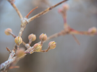 2月に膨らんできたサンシュユの可愛らしい蕾
