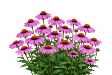 Bunch of purple coneflower echinacea plants blooming, growing in garden, displaying vibrant petals, transparent background