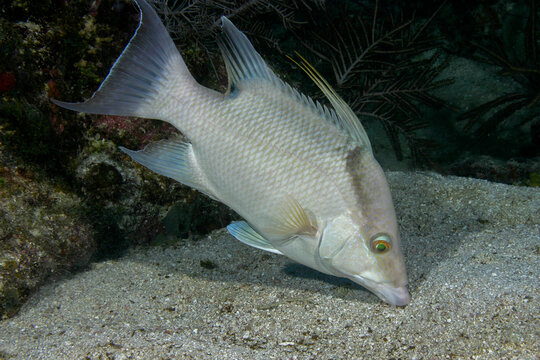 Hogfish feeding in the sand at the base of a coral reef