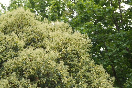serotina lonicera periclymenum Lonicera periclymenum 'Serotina' main image 0