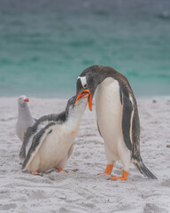 Fototapeta premium Incredible King Penguin Feeding a Young Chick While Seagull Watches. Close Up on Beach in Yorke Bay Falkland Islands Near Antarctica Mother Baby