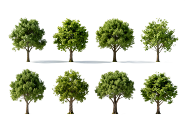 Eight Different Green Trees on White Background