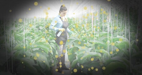 Inspecting woman in dark apron, gloves treating plant rows in greenhouse, with white spray bottle