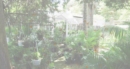 Showing clustered potted plants growing in backyard, with metal arch, white pots and greenhouse