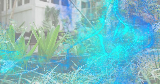 Showing black nursery pots holding upright straplike plants on yard near porch, turquoise swirl