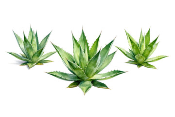 Fototapeta premium Three Agave Plants with Spiked Leaves