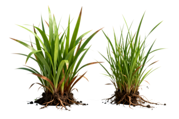 Two Varieties of Green Grasses with Roots